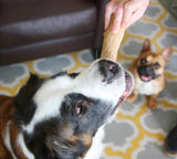 Dogwood Flip and Chew Bone