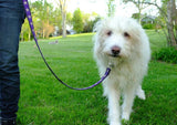 white dog on leash in park 