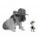 dog in hat playing with cow chew toy for dogs