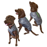 3 dogs wearing special dog jackets 