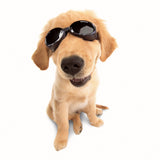 Doggles ILS Dog Protective Eyewear