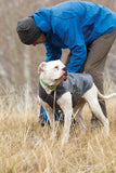 man putting on dog jacket on dog 