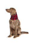 Snood Neck Warmer - Red Tartan/Black