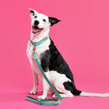 Vivid Collection Leash - Teal