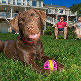 Wapple Ball Dog Chew Toy