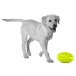 Holobal™ Football Dog Fetch Toy