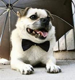 Doggie Bow Tie - Classic Black