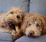 Dogwood Puppy Small 2 Pack