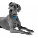 Fresh Fido Fragrance Charmz™