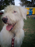 white dog on a leash in playground 