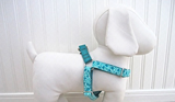 cfo Newport Beach Harness