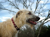 a white dog 