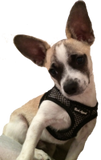 small dog in Netted EZ Wrap Harness
